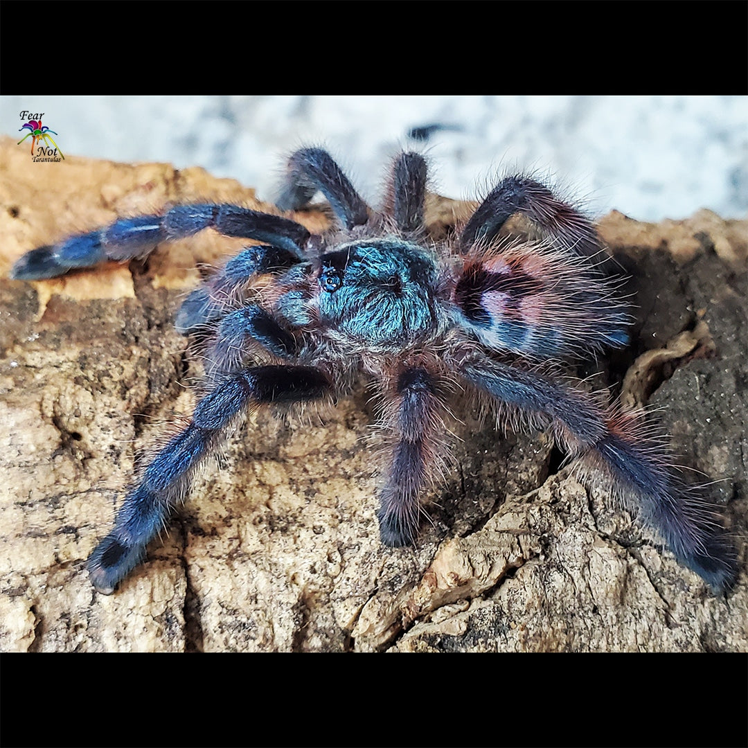 metallic pink toe tarantula