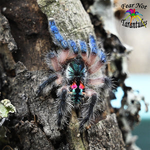 Gift card  100 EUR - Gift cards -  - tarantula,  their feeder and inventory online store