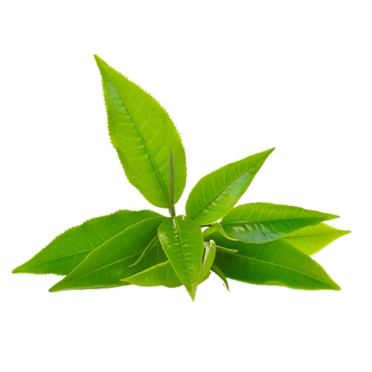 Tea leaf