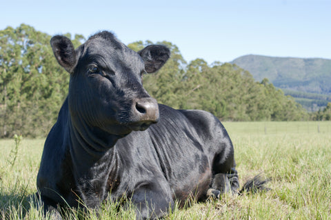 Beef cow relaxing in organic grass field