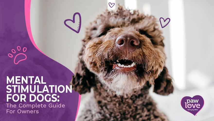 Your Dog's Mental Stimulation & Engagement Tips