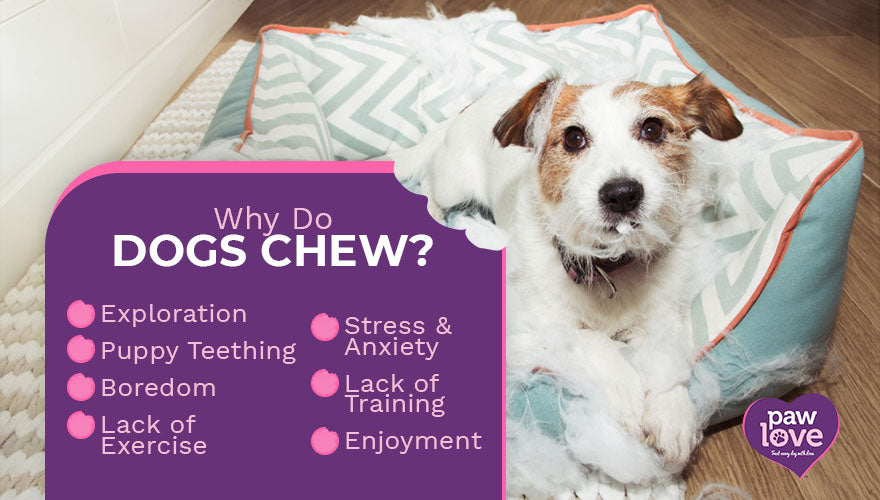 why do dogs chew