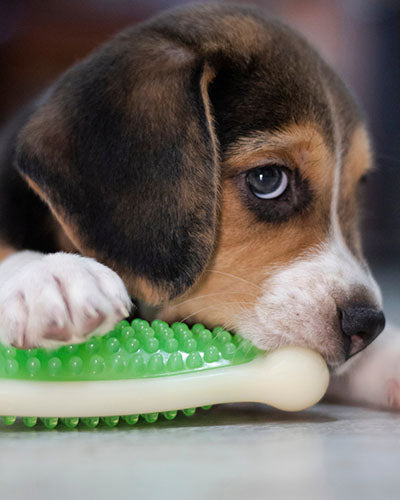 beagle puppy with chew toy