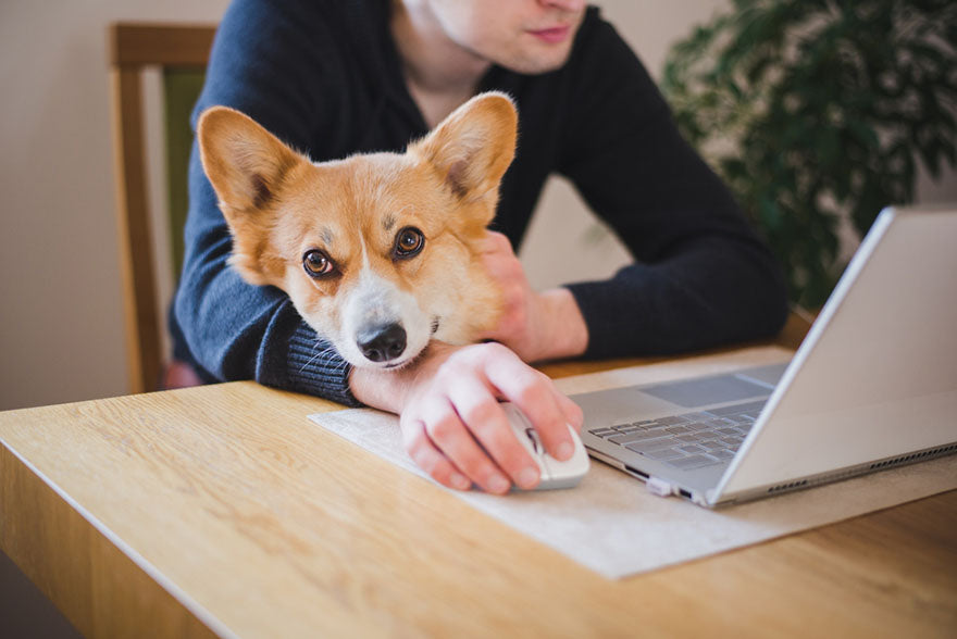 corgi sitting with owner at laptop