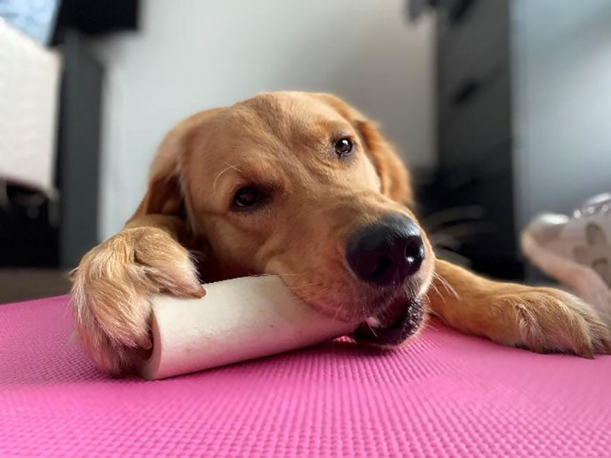 dog chewing on bone treat