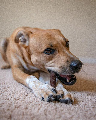 dog holding chew toy in paws