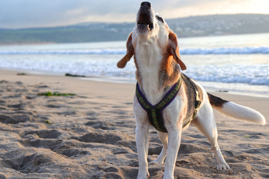 dog howling on beach