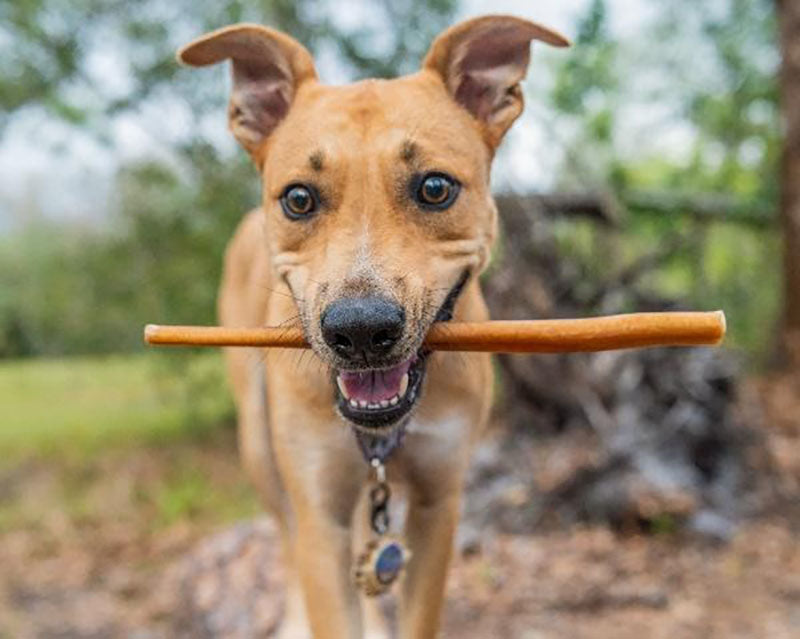 dog with bully stick