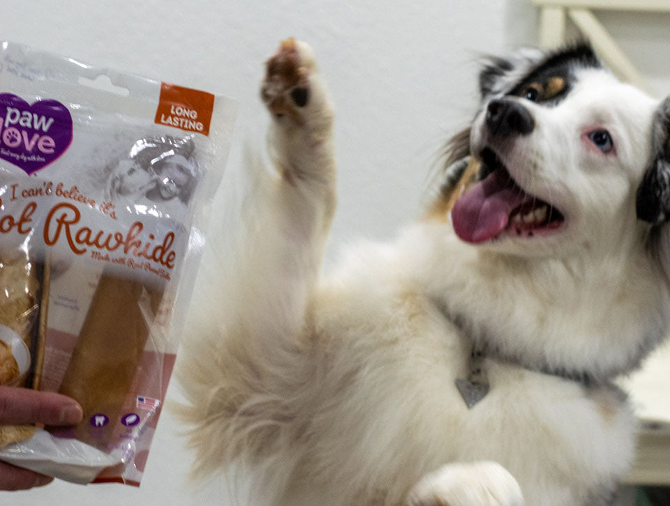 excited collie getting raw hide treats