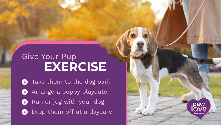 give your pup exercise