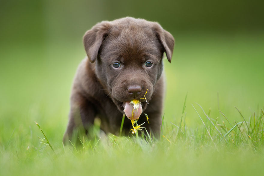 lab chewing daisy in field