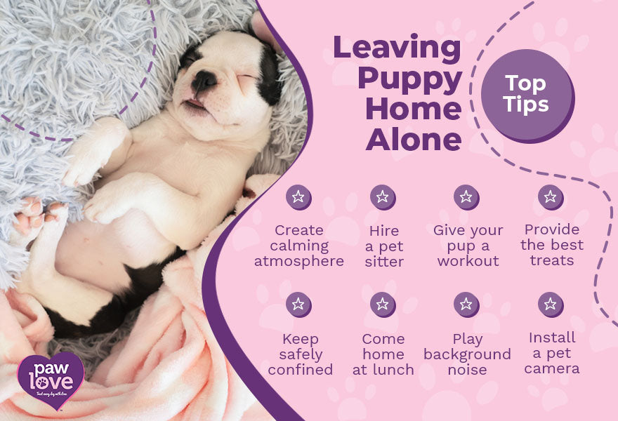 leaving pup at home top tips
