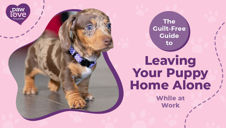 The Guilt Free Guide to Leaving Your Puppy Home Alone While at Work - Paw  Love