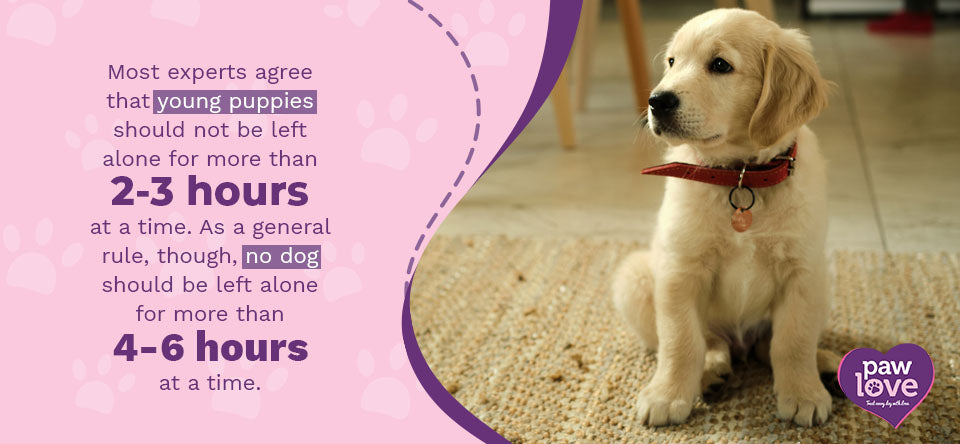 How Long Can You Leave a Dog Alone at Home: Essential Guidelines