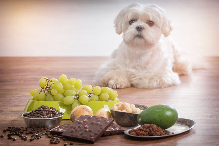 maltese looking at toxic foods