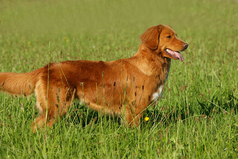 nova scotia duck tolling retriever