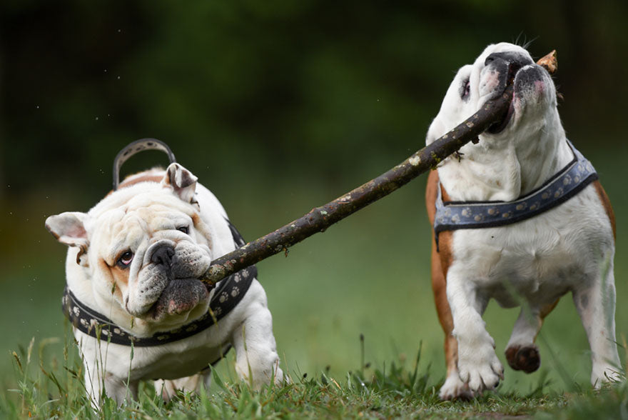 two bulldogs pulling stick