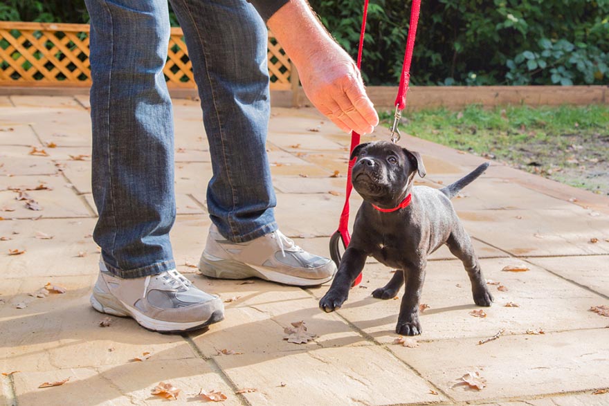 young puppy on leash training