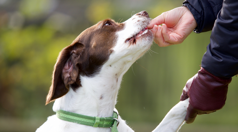 Good Dog getting Natural Farm treat