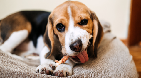 Puppy enjoying bully stick from Natural Farm