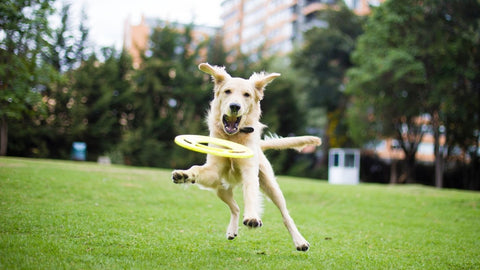 can all dogs play frisbee