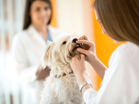 Notesbog Teenager Bloodstained Periodontal Disease in Dogs: What You Need to Know