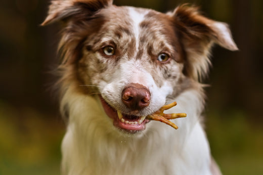 Top Four Dog Treats for Sensitive Stomachs