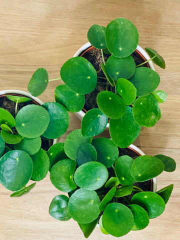 MONEY PLANT PILEA PLANT leaf