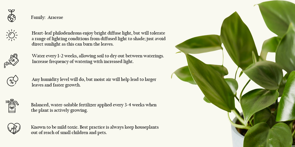 PHILODENDRON CORDATUM CARE CARD