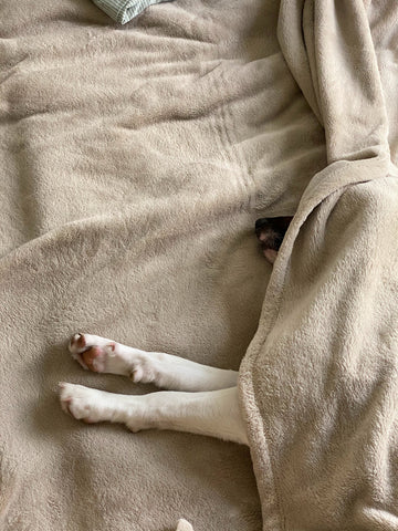 hiding dog