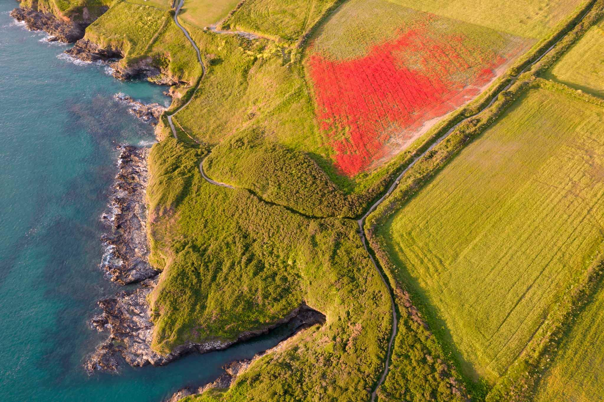 crantock poppies