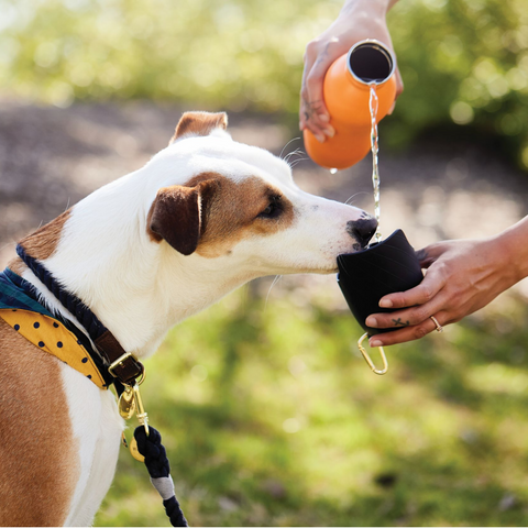 Dog drinking out of portable dog water bottle