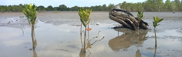 Trees in water