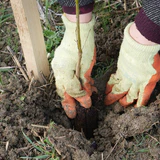 Tree being planted