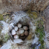 Eggs in bird's nest