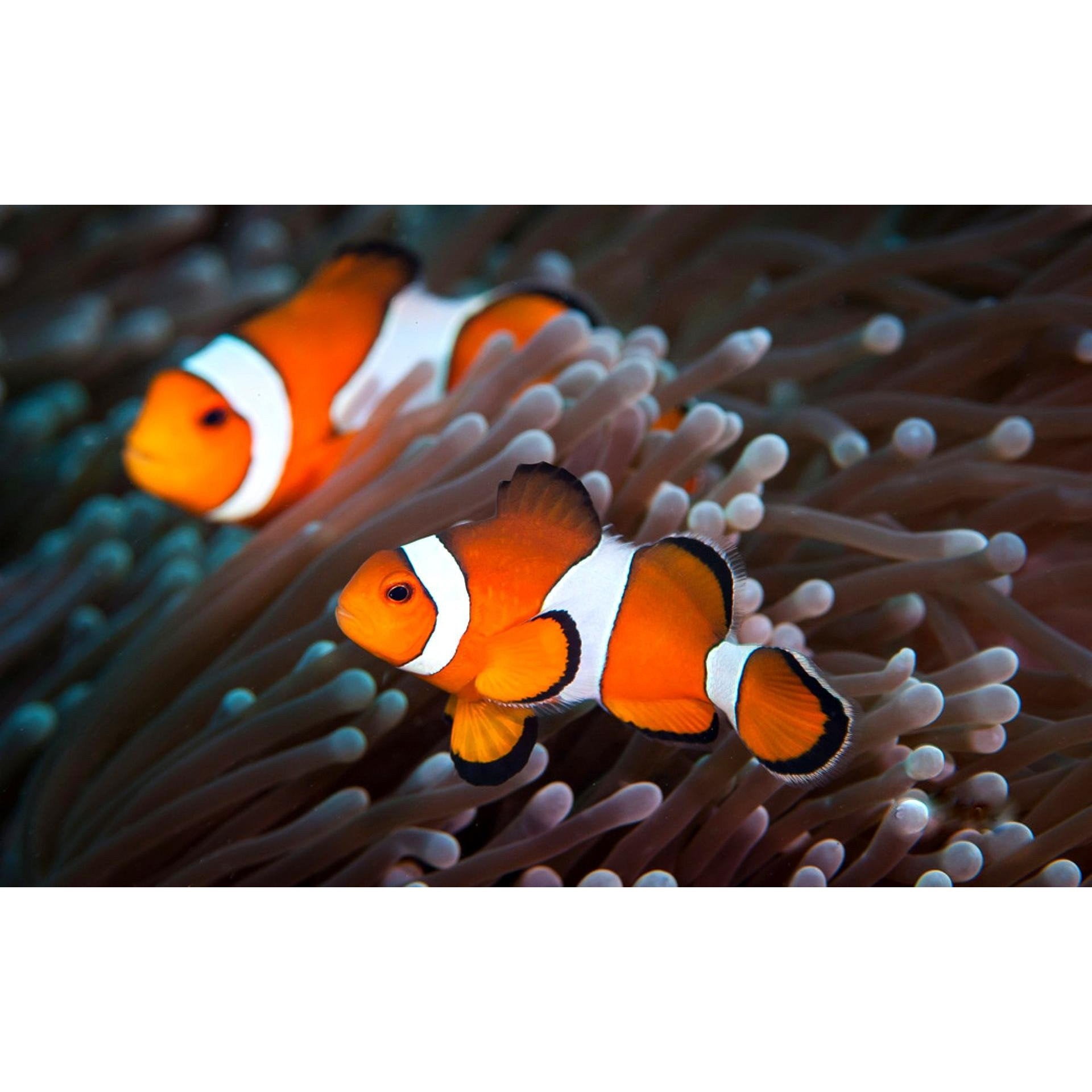 ocellaris clownfish pair