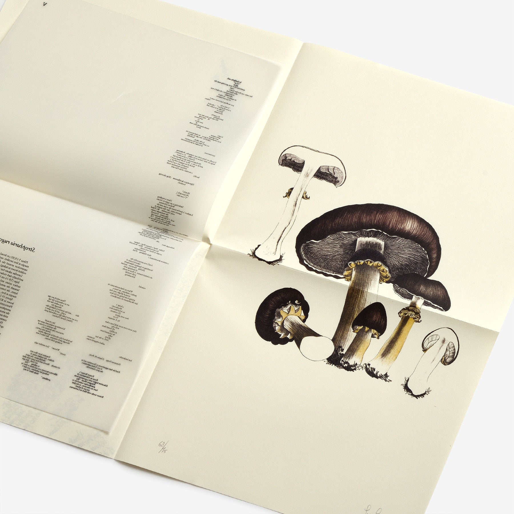 Type: A Visual History of Typefaces 2冊組-catalogo
