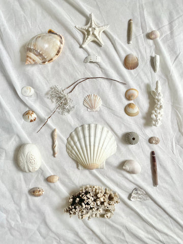 Ocean specimen plate featuring shells, urchins, drift wood, coral, sea star and urchin spines. 