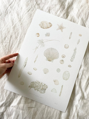 Hand holding archival print of watercolour painting of ocean specimen plate.