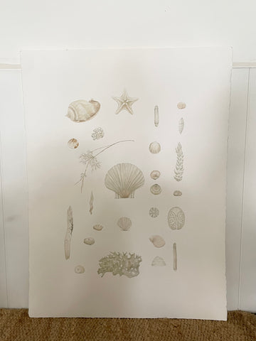 Original painting of ocean specimen plate