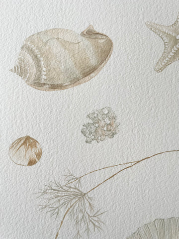 Close up of watercolour painting featuring soft coral on shea oak, small pipi shell, helmet shell, round coral piece and sea star.