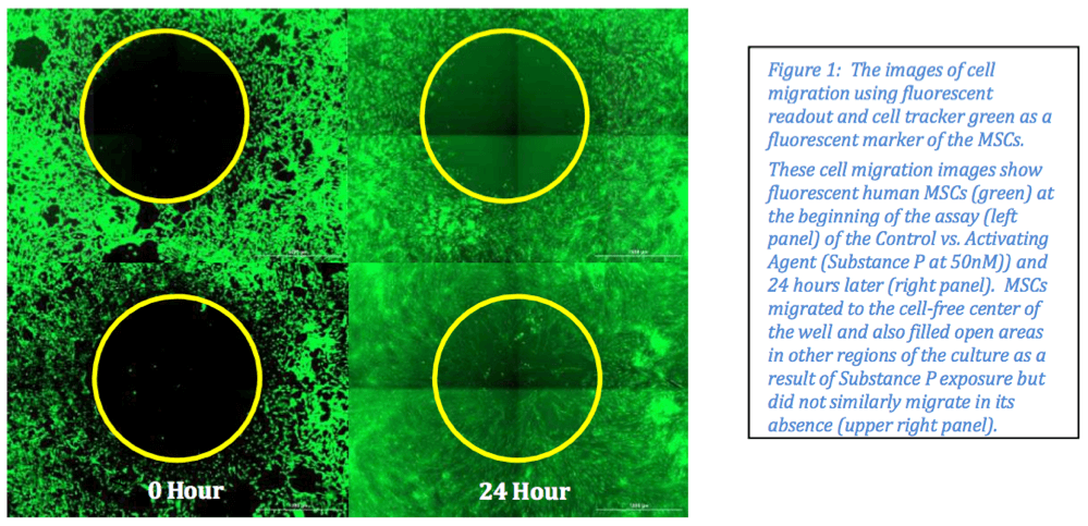 Stem Cell Activation by Natural Products 