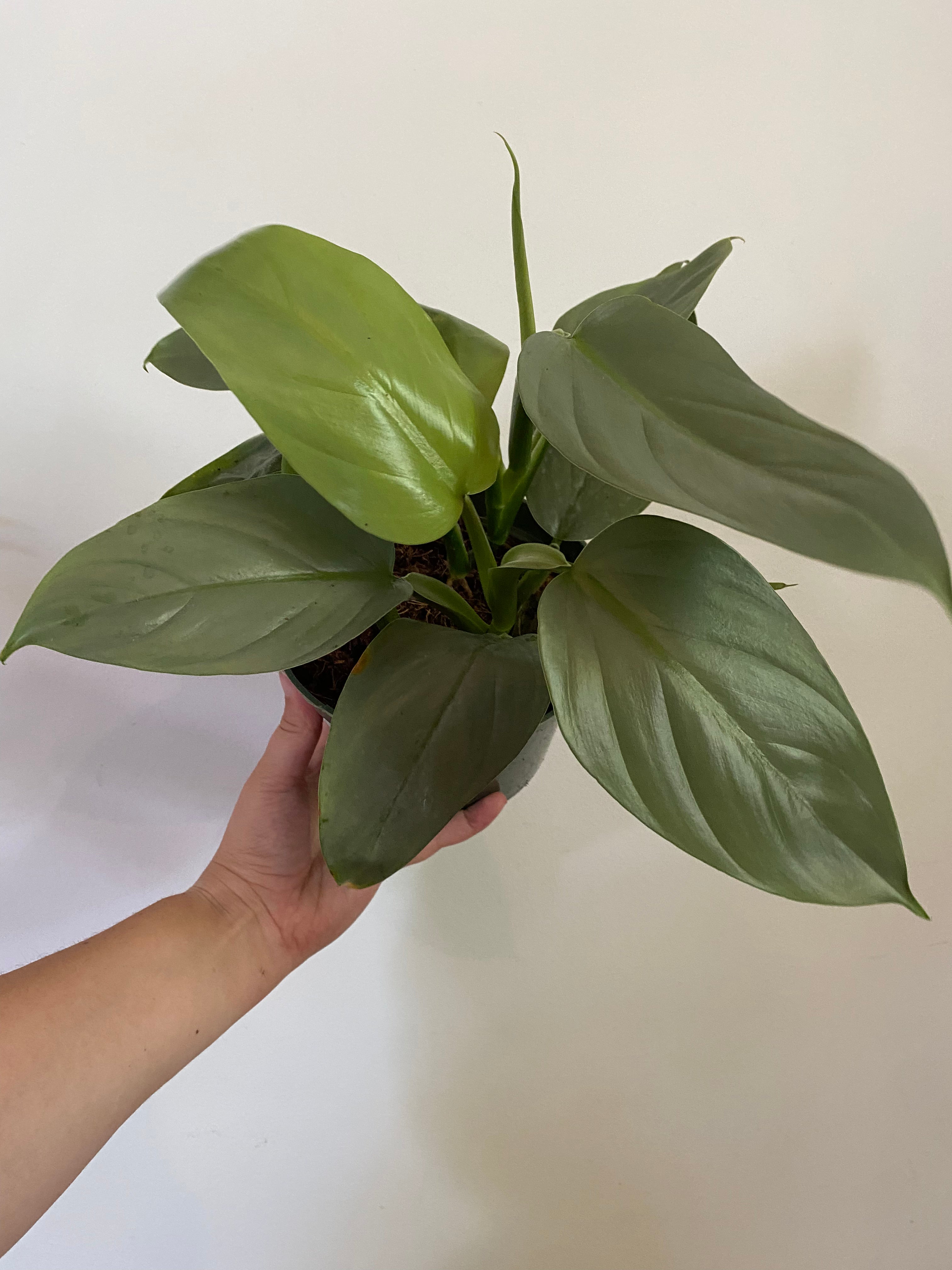 Philodendron Silver Sword Oasis Plant Shop