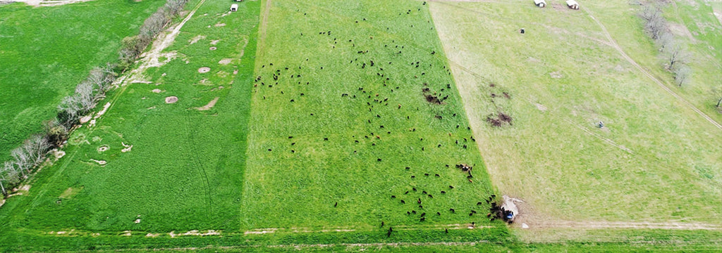 Rotational grazing at White Oak Pastures in Bluffton, GA