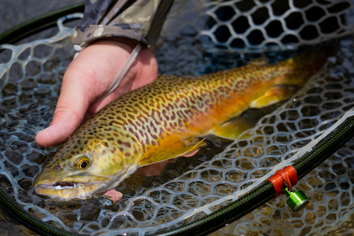 Orvis Encounter Outfit With Rod Tube