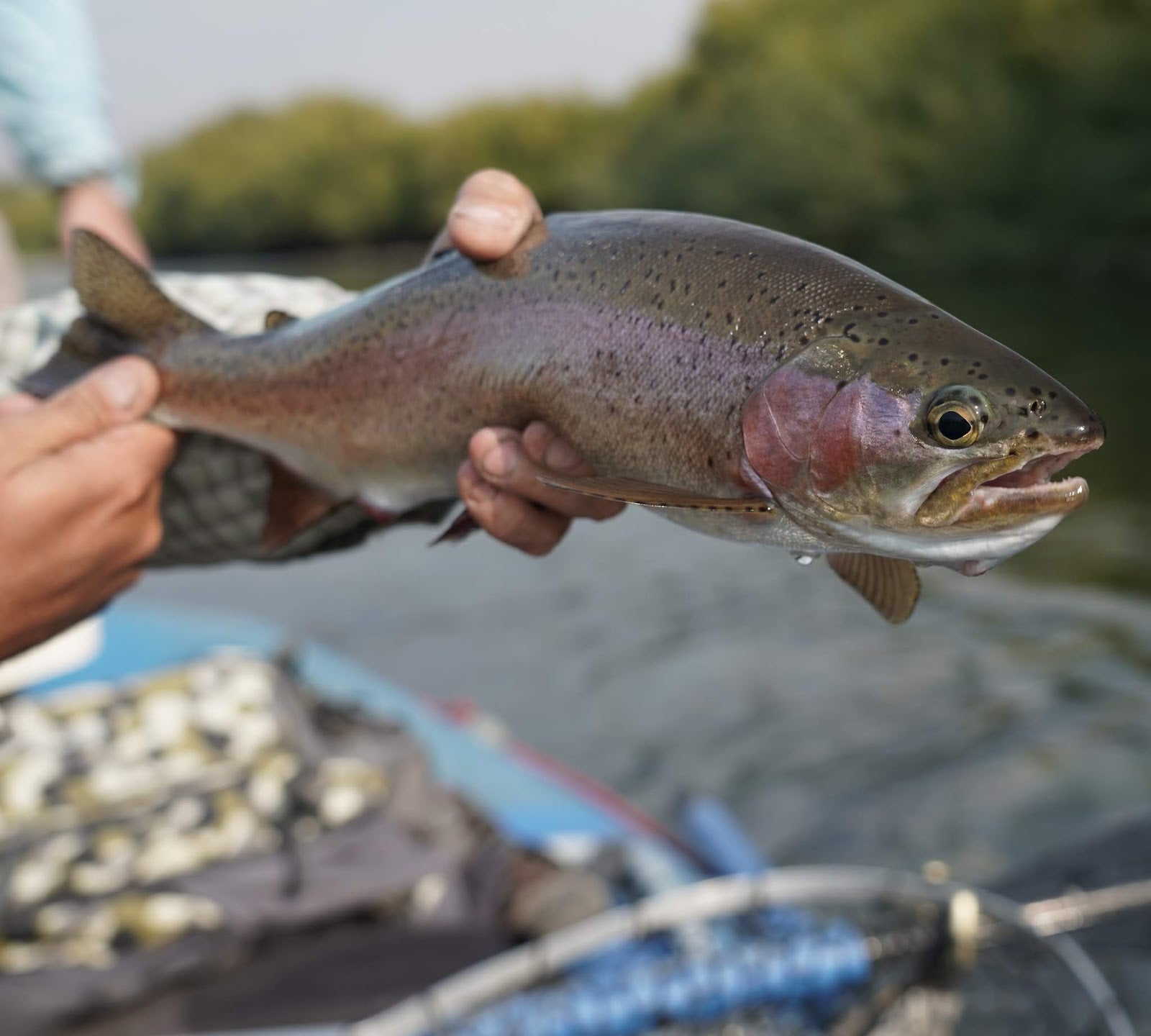 Chimehuin Rainbow Trout