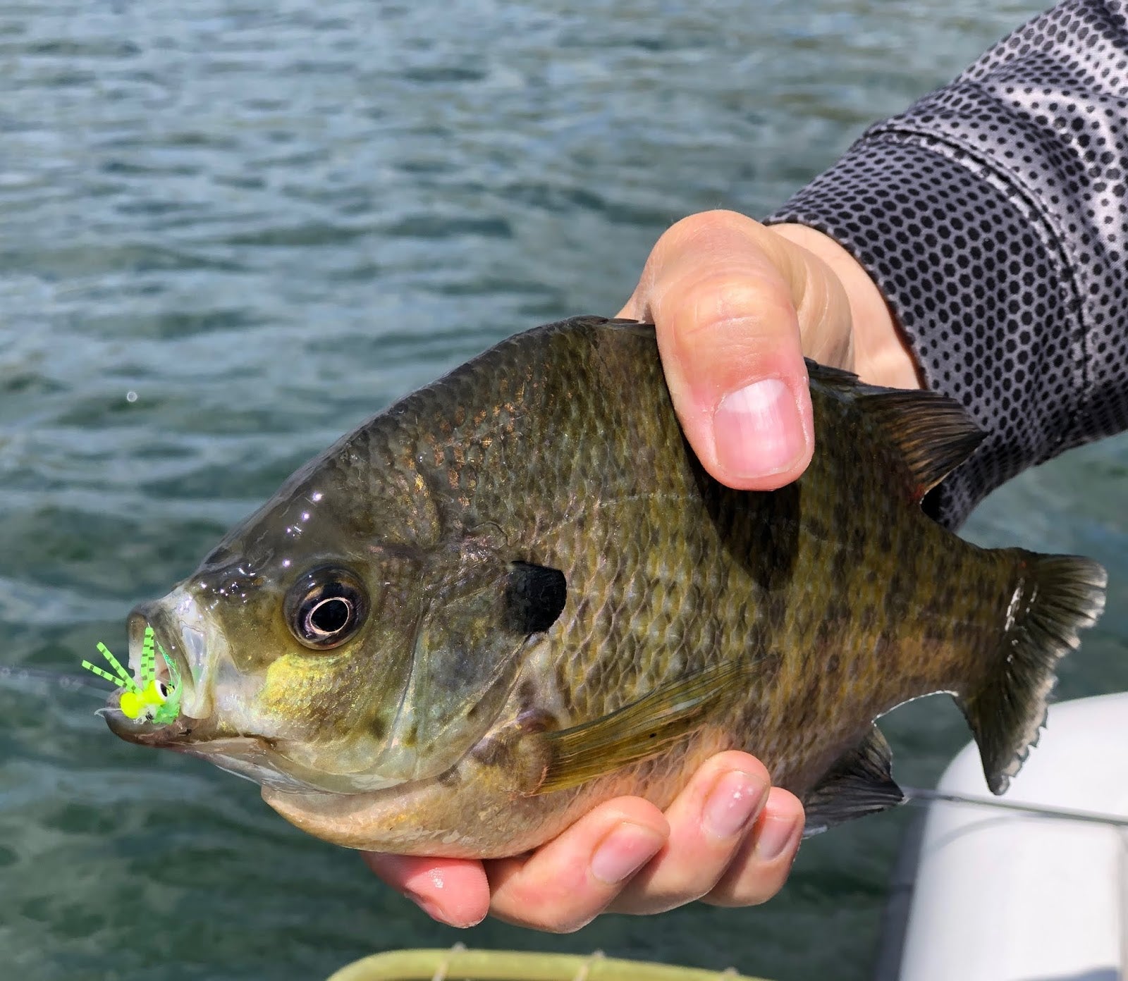 A little Dollar Sunfish caught on a tanago hook with a smear of crappie  nibble. : r/MicroFishing