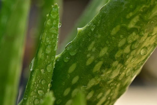 Aloe Vera EvenSkyn