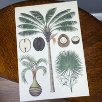 Botanical print - Palms 1