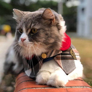 Accessories for Cats & Dogs | Capes - Burgundy Collar with Burberry  Inspired Tartan